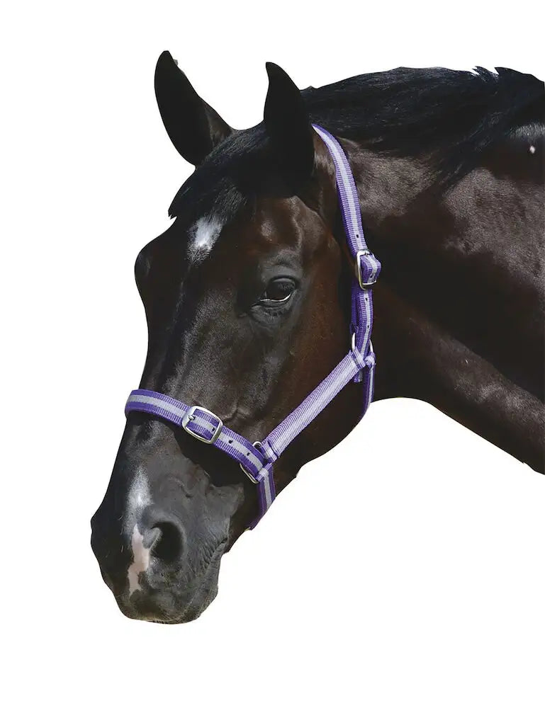 ROMA Headcollar & Lead Set