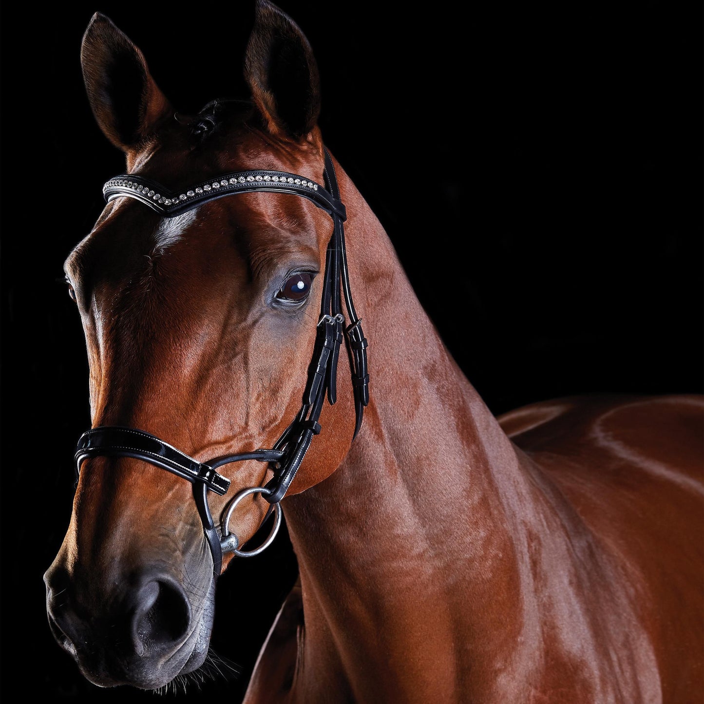 COLLEGIATE COMFITEC PATENT BRIDLE
