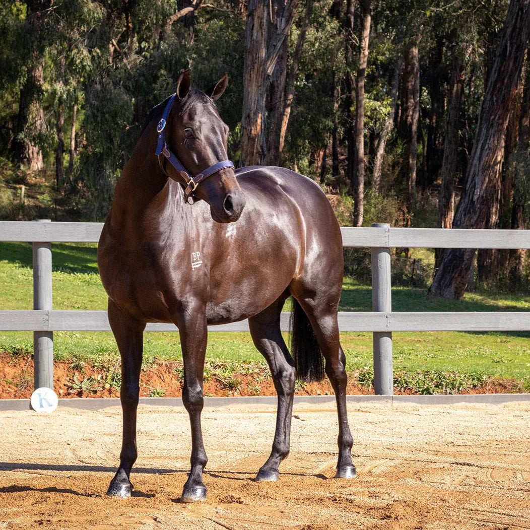 HAIRY PONY
Essential Oil Coat Conditioner