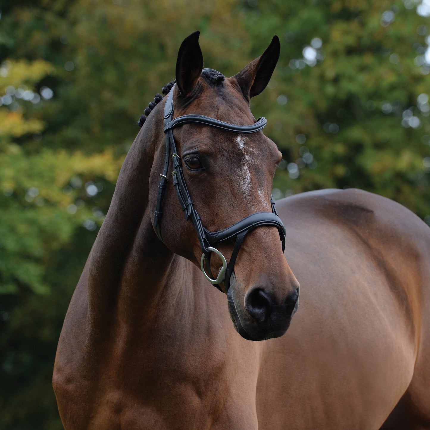 COLLEGIATE COMFITEC VOGUE ANATOMICAL BRIDLE