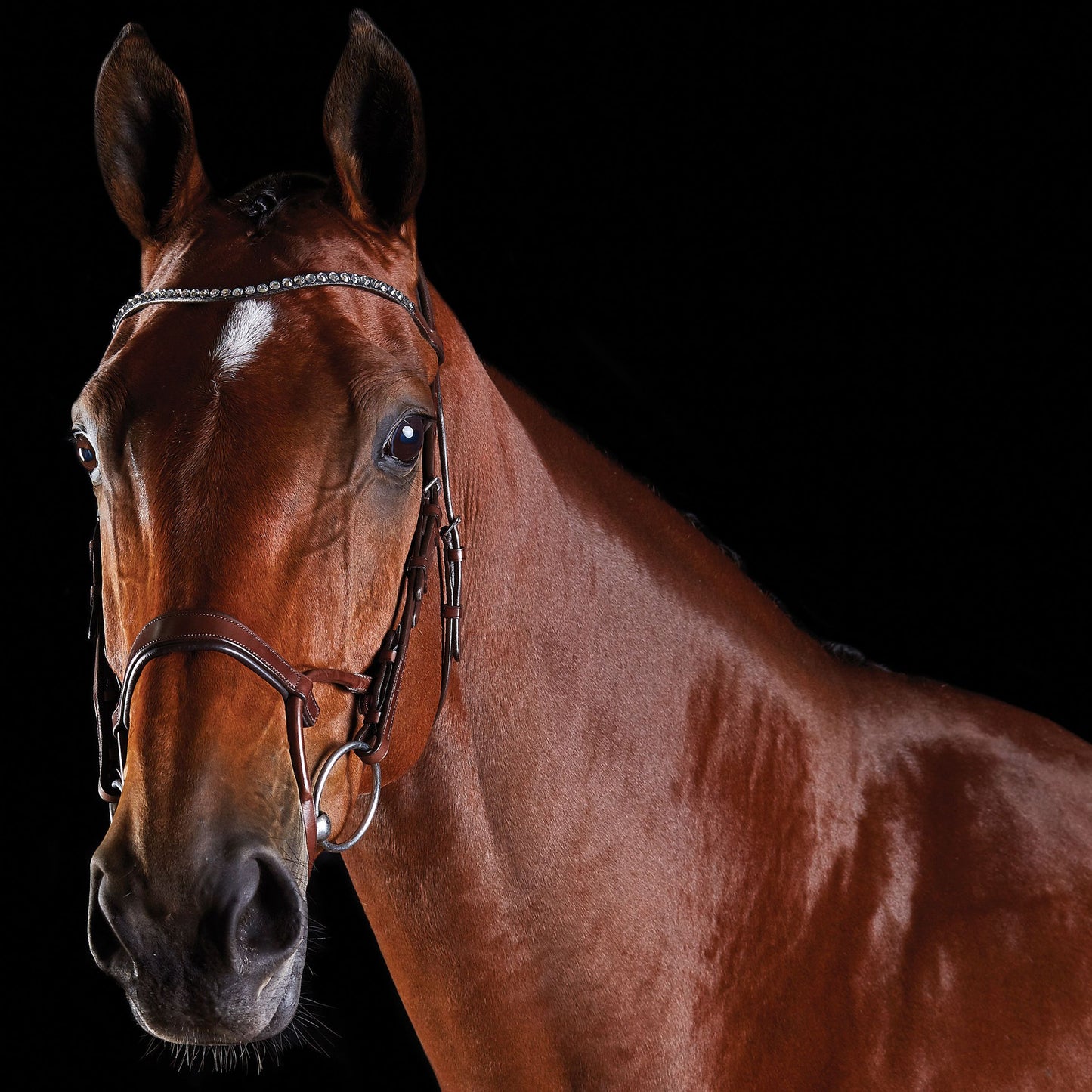 COLLEGIATE COMFITEC CRYSTAL BRIDLE