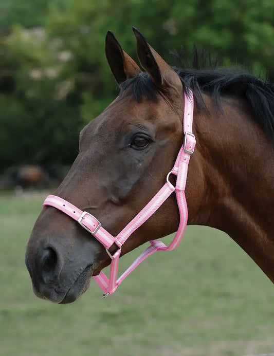 ROMA  Headcollar & Lead Set