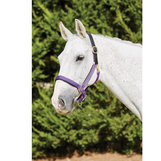 KINCADE DELUXE WEBBED HEADCOLLAR WITH LEATHER CROWN PURPLE