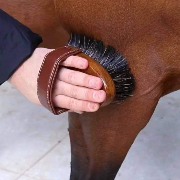 HAIRY PONY Dandy Brush